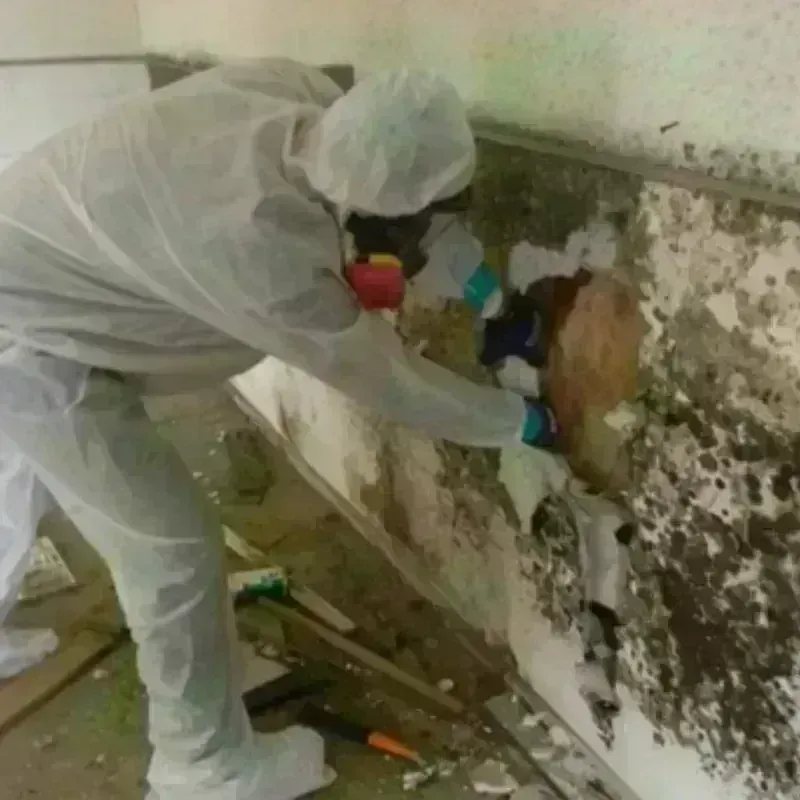 Mold Remediation and Removal in Howard, SD